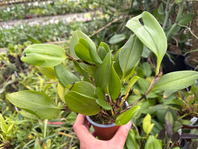 Zootrophion atropurpureum (9cm Topf)