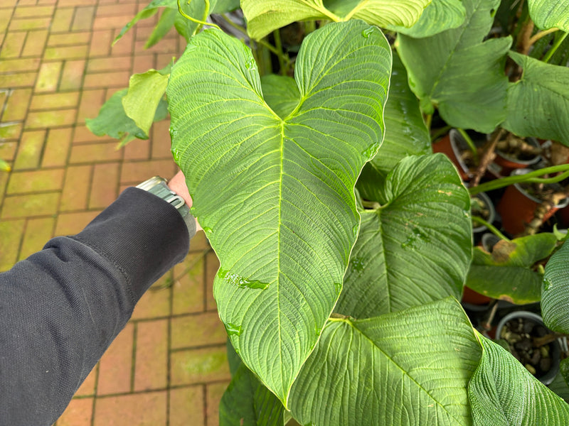 Philodendron corrugatum