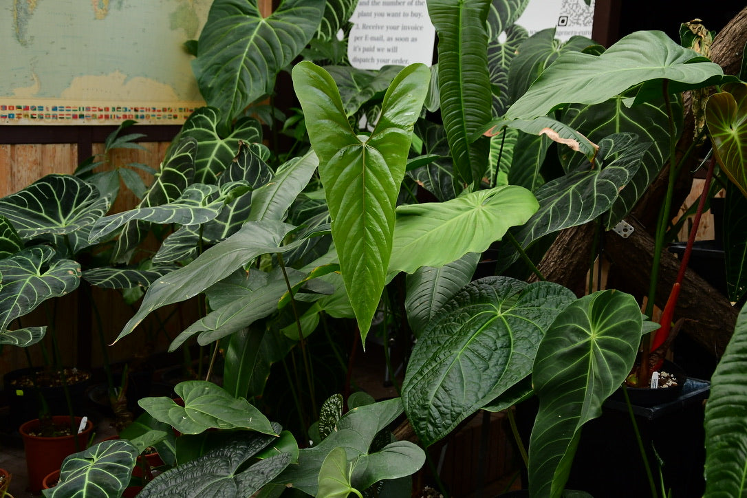 philodendron longipetiolatum Philodendron longipetiolatum siehe sphalerum — Ecuagenera Europe GmbH
