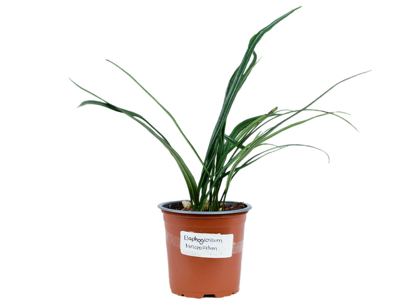 Elaphoglossum lanceolatum