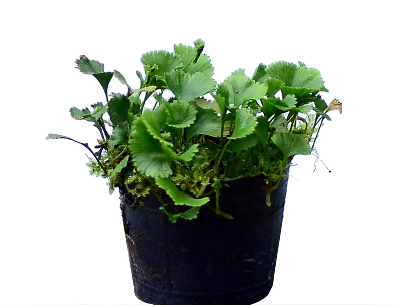 Elaphoglossum peltatum 2
