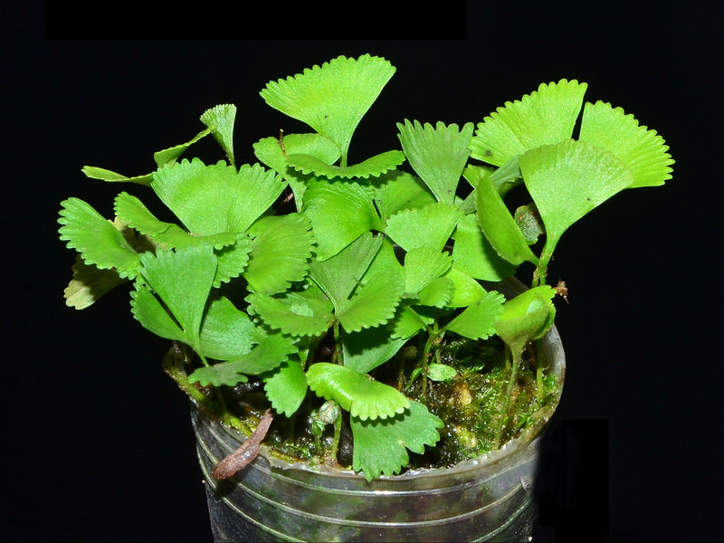 Elaphoglossum peltatum 2