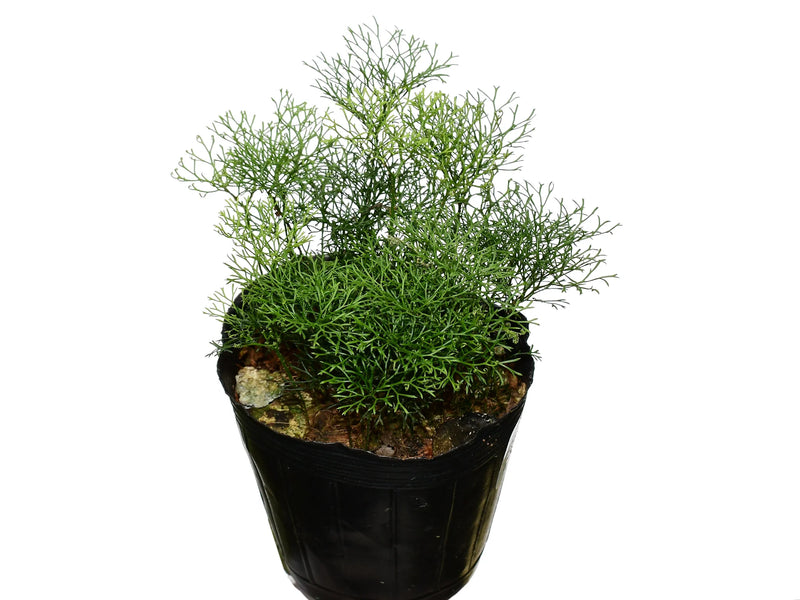 Elaphoglossum peltatum 'Ecuagenera'