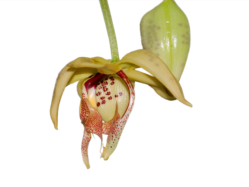 Embreea rodigasiana