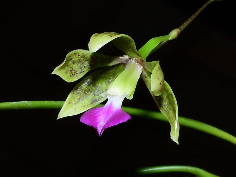 Encyclia bracteata