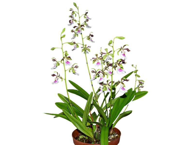 Encyclia cordigera