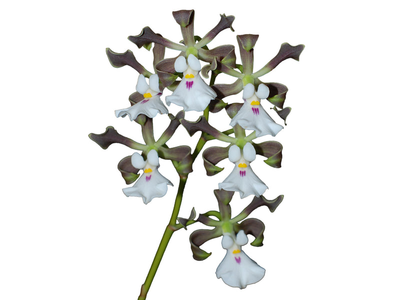 Encyclia cordigera
