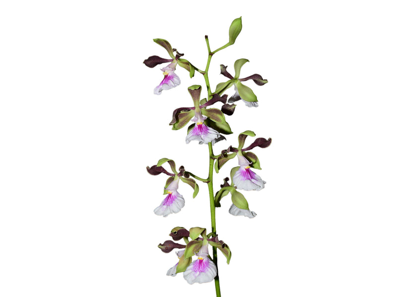 Encyclia cordigera