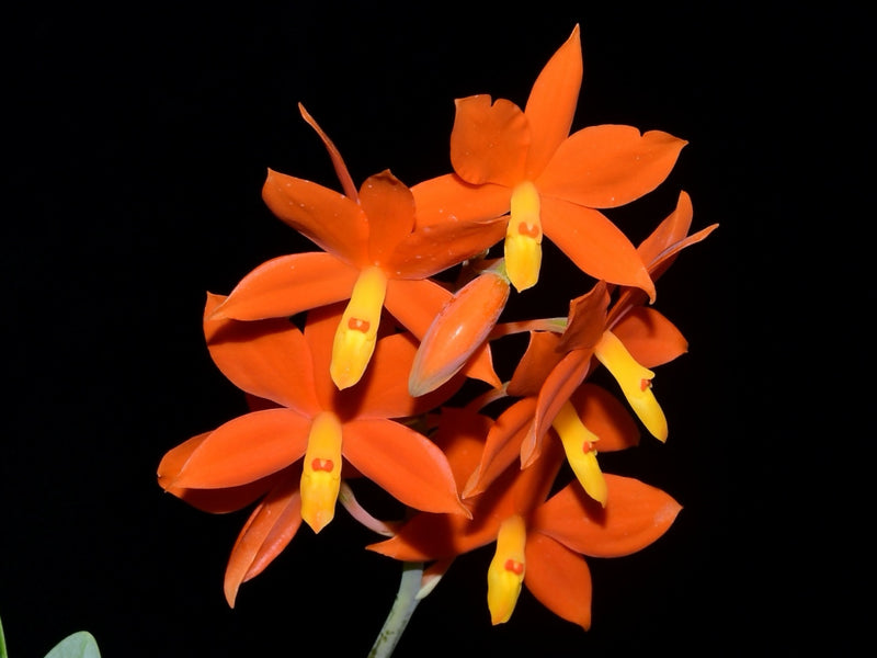 Encyclia vitellina
