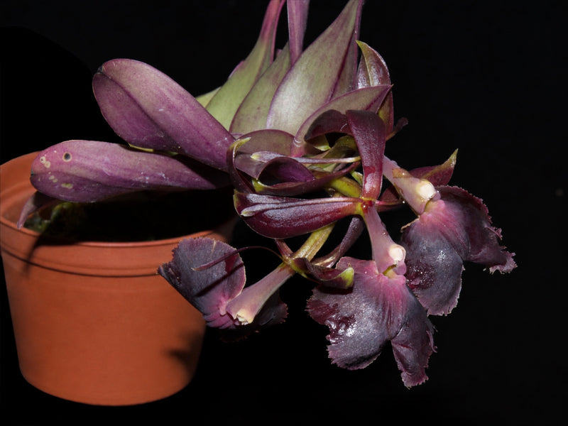 Epidendrum Cotacachi