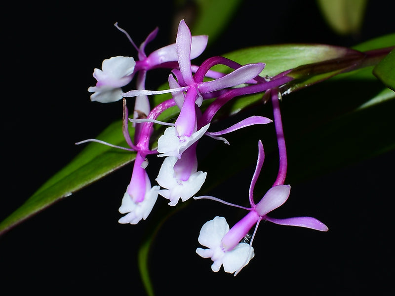 Epidendrum Anika Hassinger (9 cm Topf)