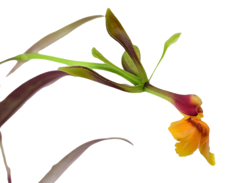 Epidendrum Thomas Ott (5,5cm Topf)