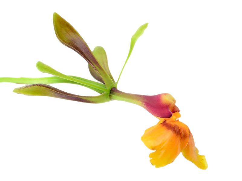Epidendrum Thomas Ott (5,5cm Topf)