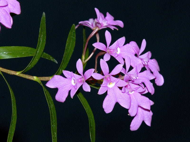 Epidendrum centropetalum  (5 cm Topf)