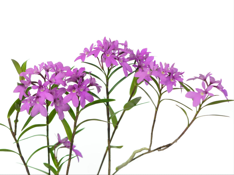 Epidendrum centropetalum  (5 cm Topf)