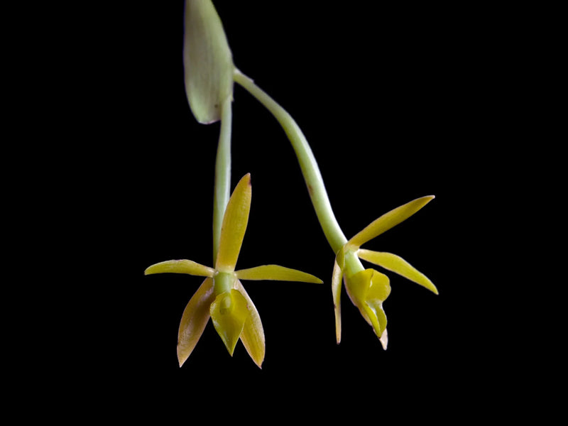 Epidendrum geminiflorum