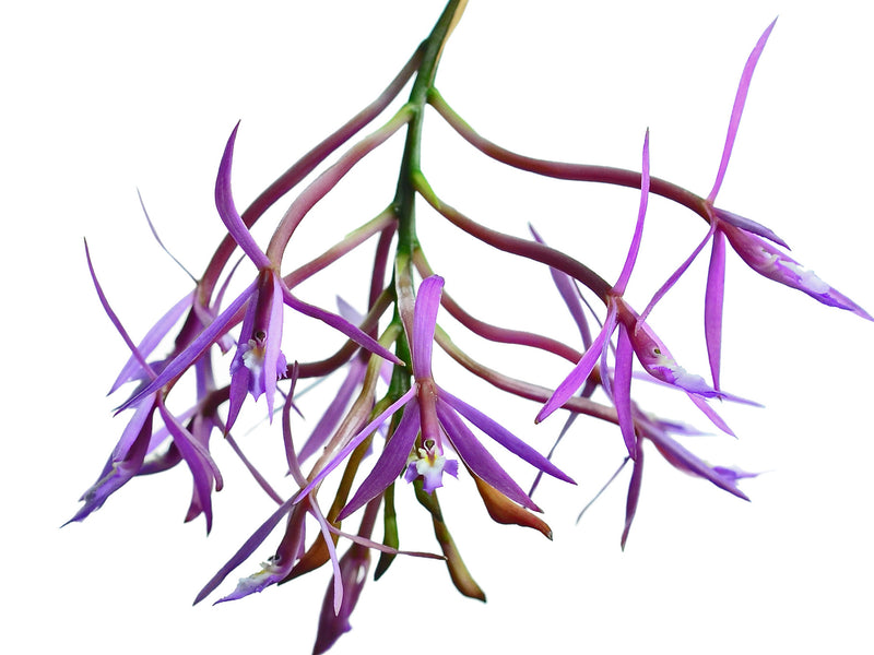 Epidendrum glossaspis