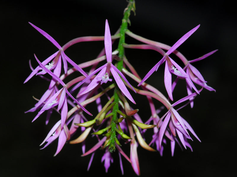 Epidendrum glossaspis