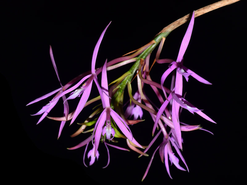 Epidendrum glossaspis