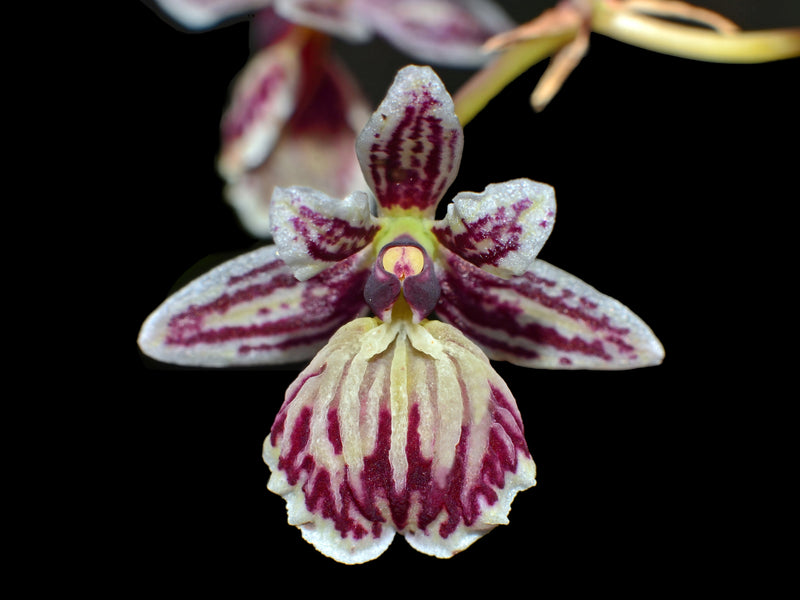 Epidendrum marmoratum OP in vitro