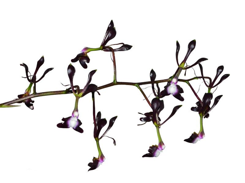 Epidendrum melanoporphyreum (5 cm Topf)