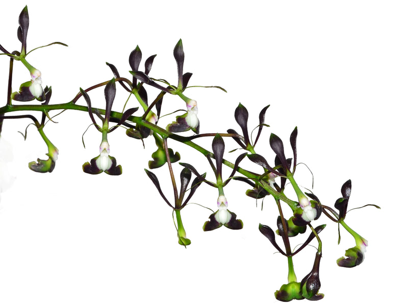 Epidendrum melanoporphyreum (5 cm Topf)