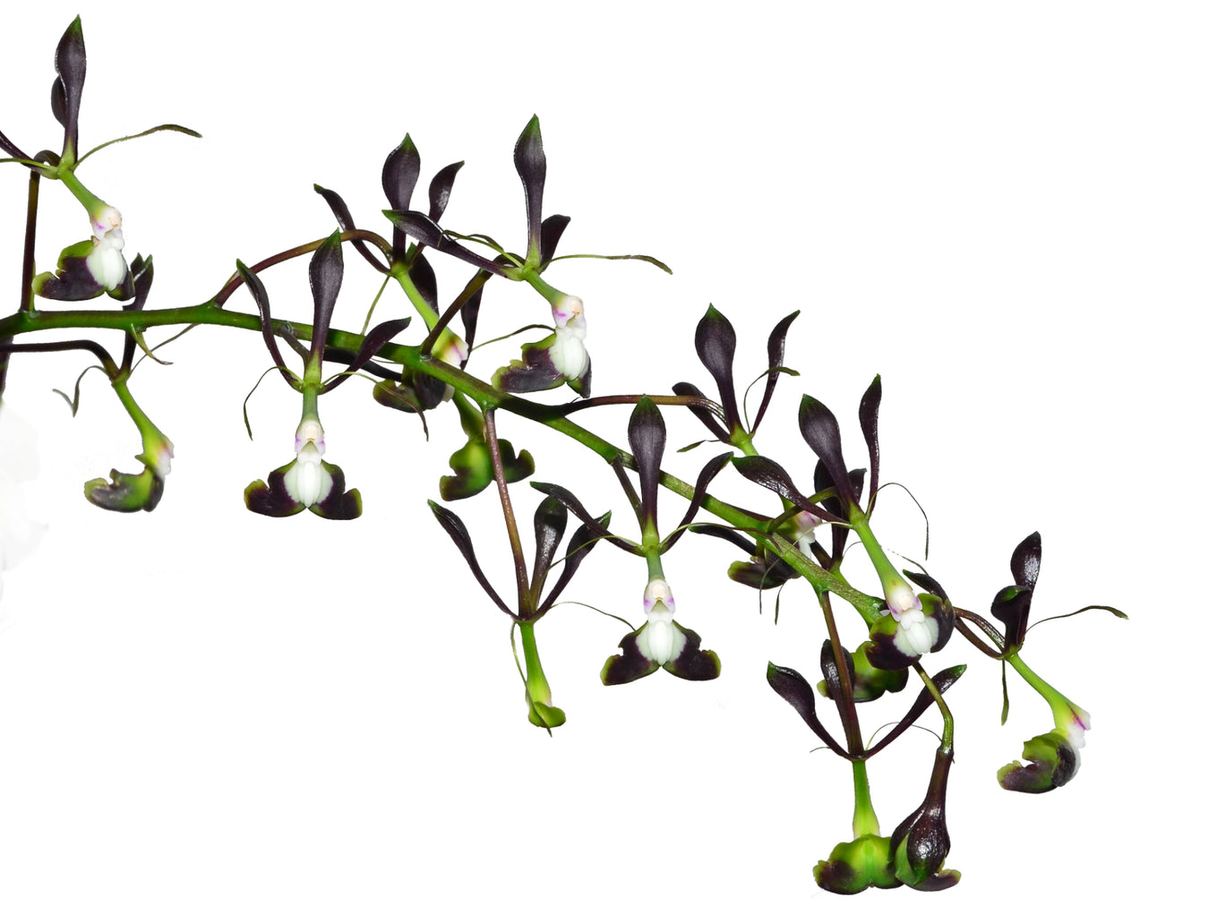 OrchiPack