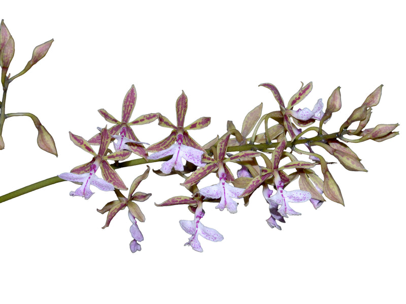 Epidendrum stamfordianum