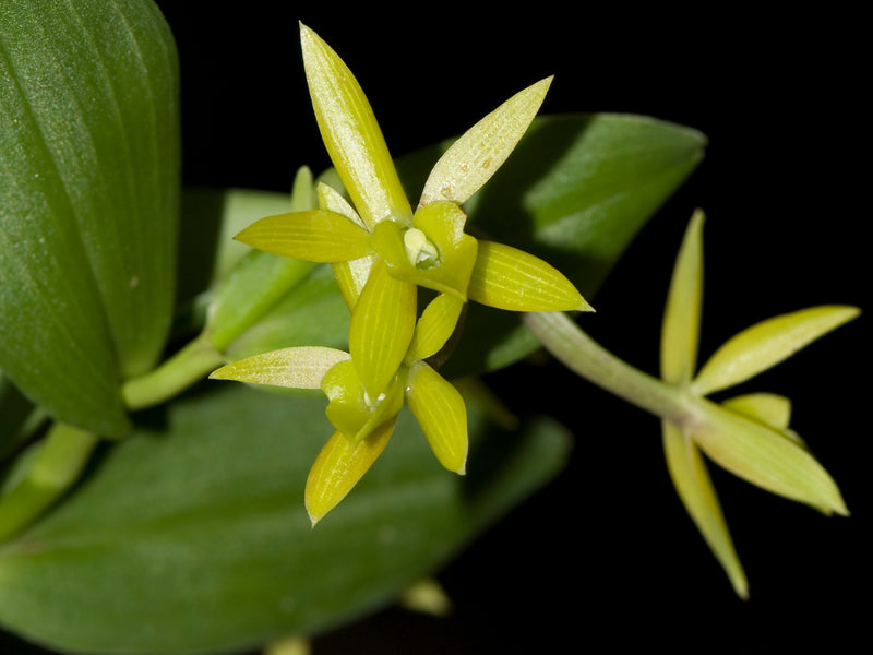 Epidendrum geminiflorum