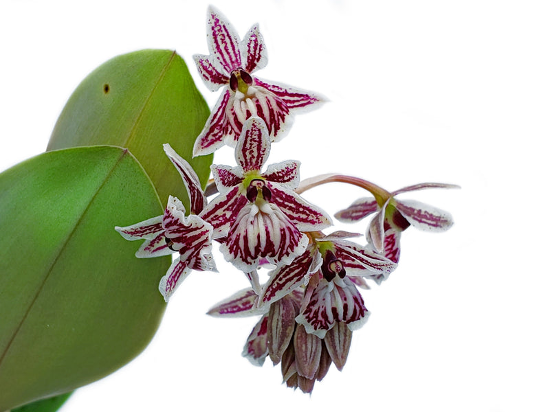 Epidendrum marmoratum OP in vitro