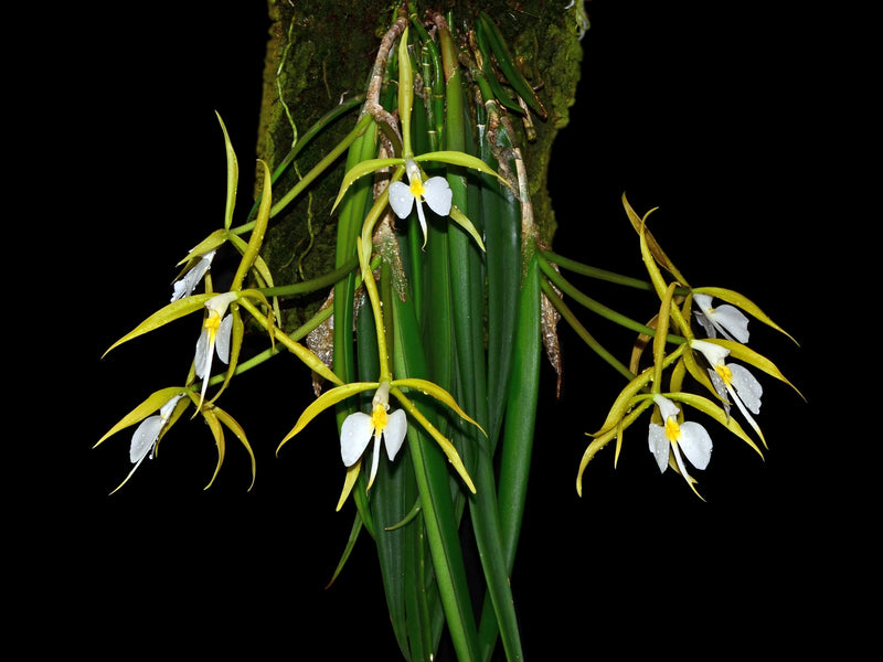 Epidendrum parkinsonianum OP in vitro