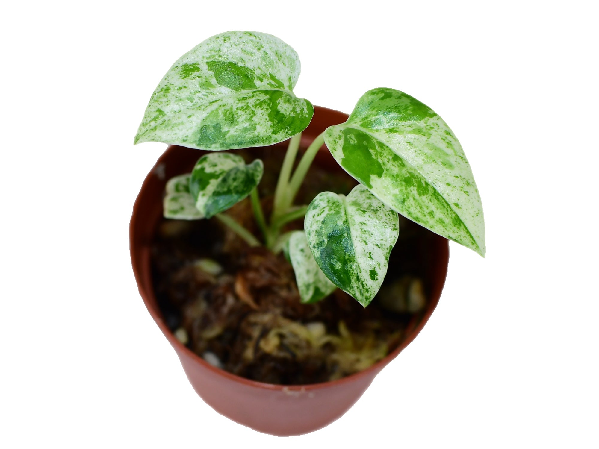 Epipremnum pinnatum 'Marble' variegata — Ecuagenera Europe GmbH