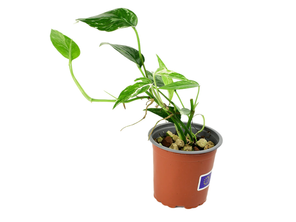 Epipremnum pinnatum 'variegata' (9cm Topf) — Ecuagenera Europe GmbH