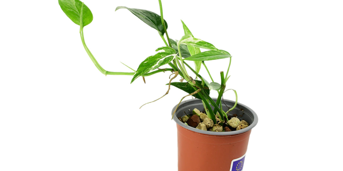 epipremnum pinnatum variegata xxl Epipremnum pinnatum 'variegata' (9cm Topf) — Ecuagenera Europe GmbH