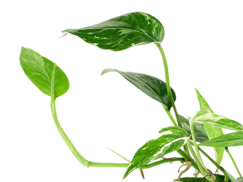 Epipremnum pinnatum ‘variegata’