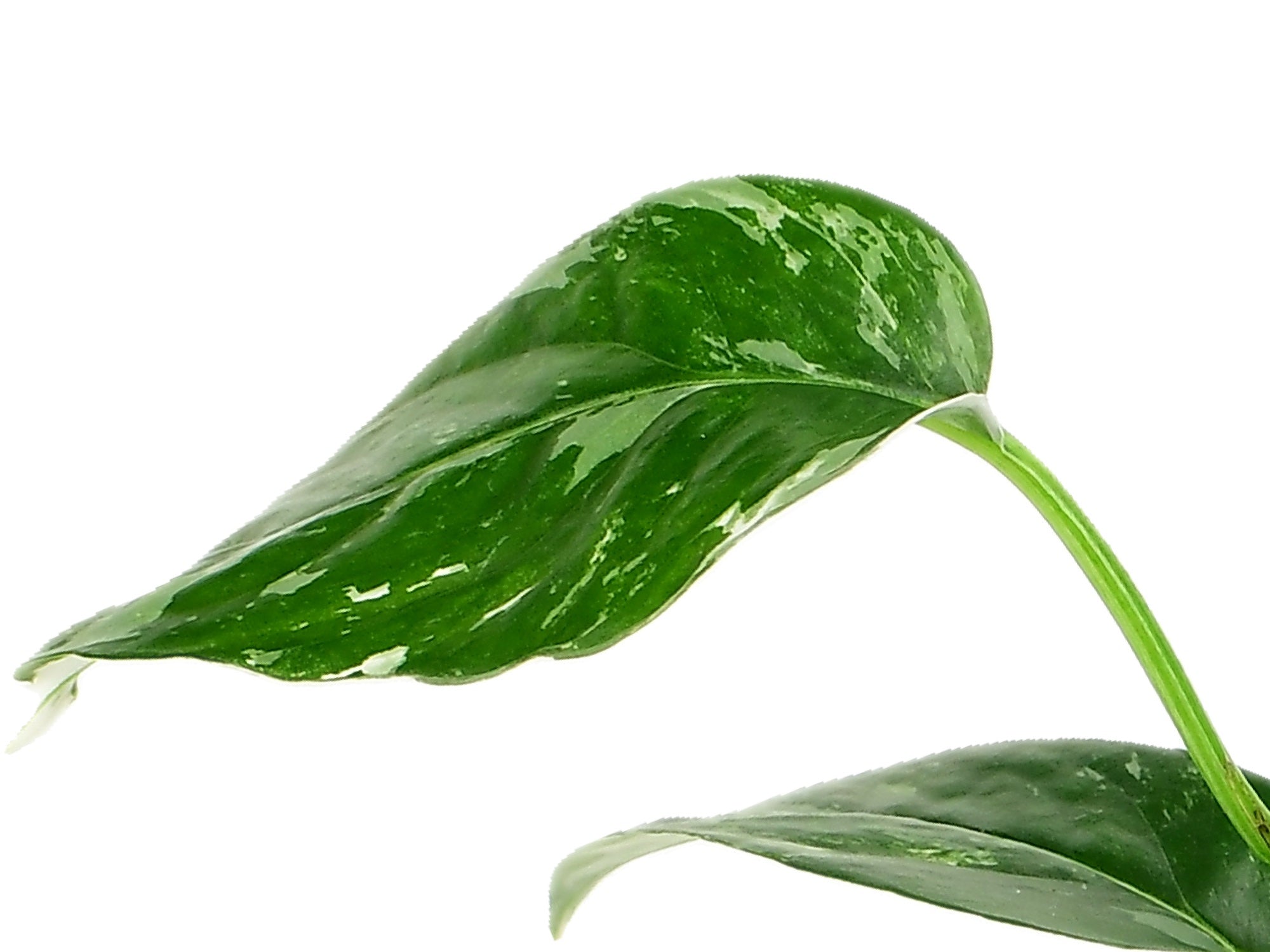 Epipremnum pinnatum 'variegata' (9cm Topf) — Ecuagenera Europe GmbH