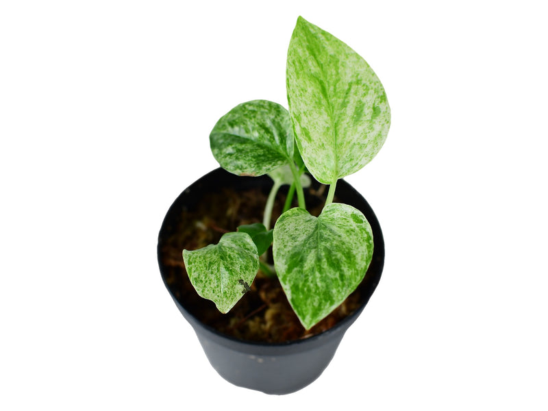 Epipremnum species nova 'Bali Hanoman' variegata