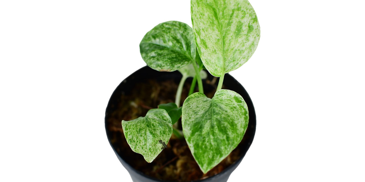 Epipremnum species nova 'Bali Hanoman' variegata — Ecuagenera Europe GmbH