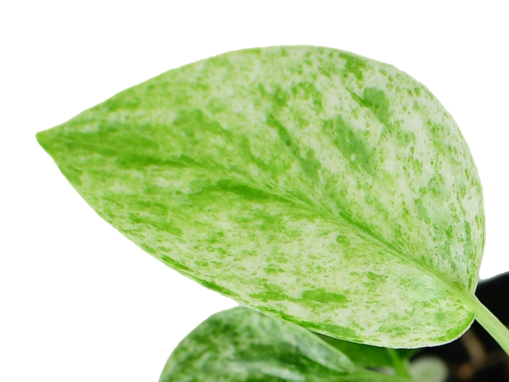 epipremnum hanoman sp bali variegata Epipremnum species nova 'Bali Hanoman' variegata — Ecuagenera Europe GmbH