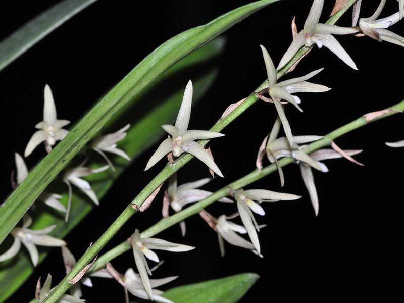 Eria stellata (10 cm Ampeltopf)