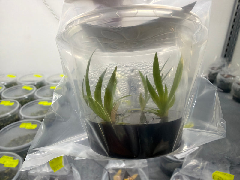 Scelochilus langlessei 'yellow' x 'dark' OP in vitro
