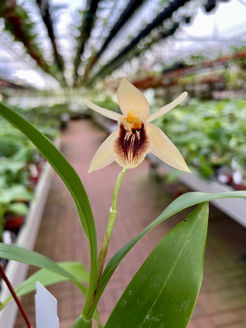 Coelogyne fuliginosa var. brunnea