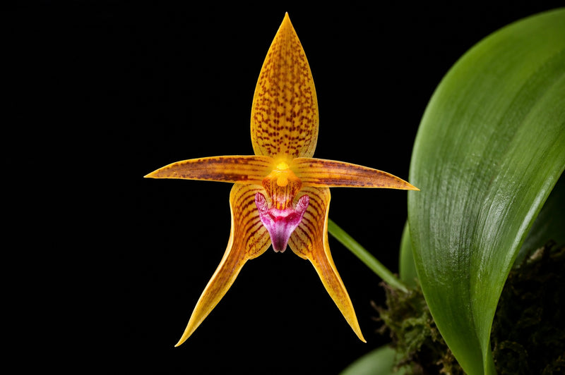 Bulbophyllum smitinandii OP In vitro