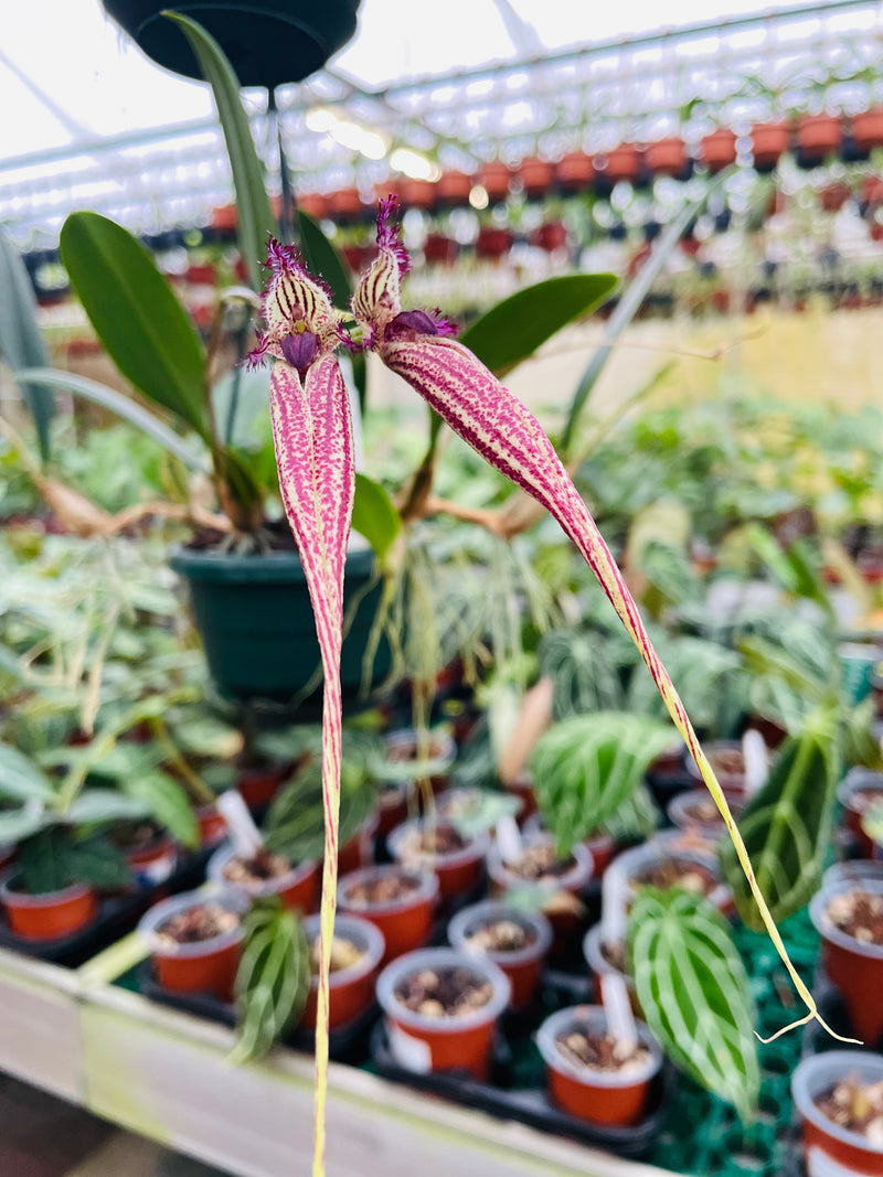 Bulbophyllum Dancing Angels