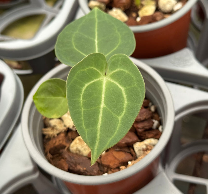 Anthurium clarinervium S (Topf 11cm)