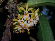 Gastrochilus obliquus orchid with flowers, miniature