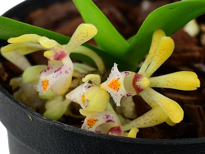Gastrochilus obliquus (9 cm Topf)