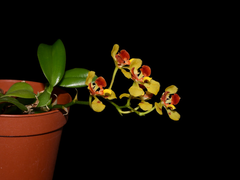 Gomesa colorata OP in vitro