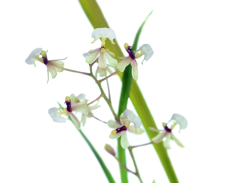 Gomesa radicans (5 cm Topf)