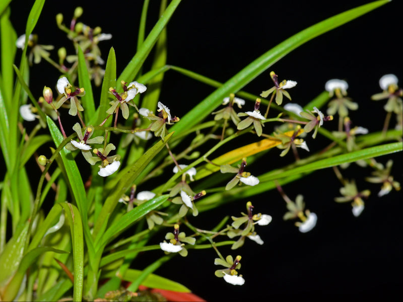 Gomesa radicans (5 cm Topf)